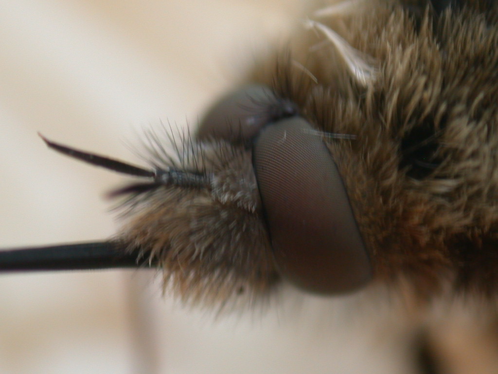Bombilius major... e fungo